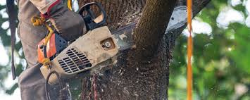  Manti, UT Tree Care Pros