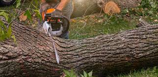 How Our Tree Care Process Works  in  Manti, UT