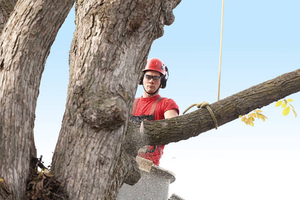 Best Tree and Shrub Care  in Manti, UT